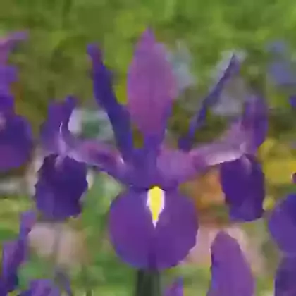 Discovery Purple
